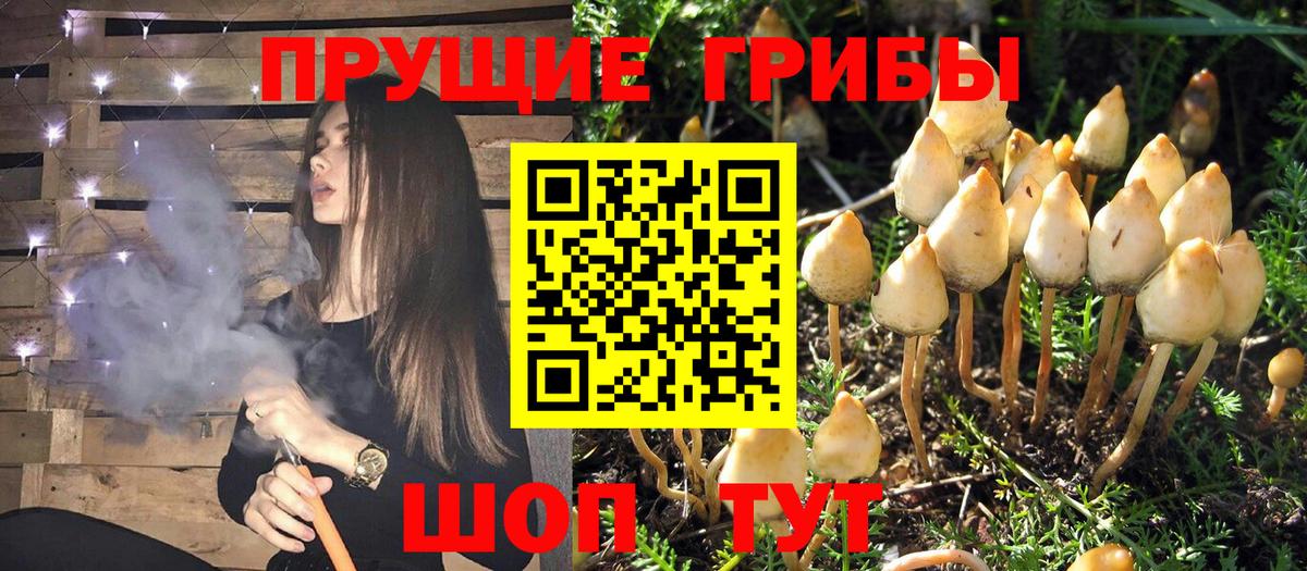 Курганинск  Галлюциногенные грибы Cubensis  купить наркотик  Вход с VPN 